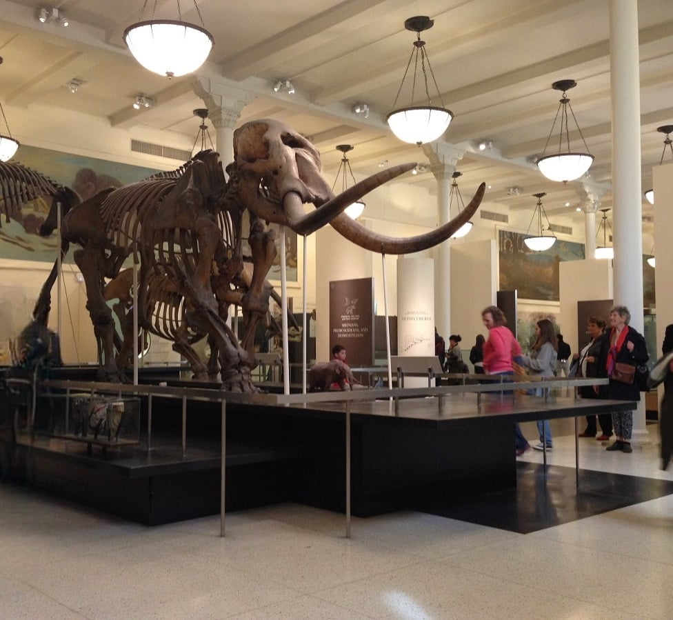 Natural history museum, new york
